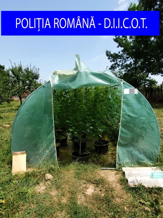 Cannabis la solar. Foto IPJ Argeş