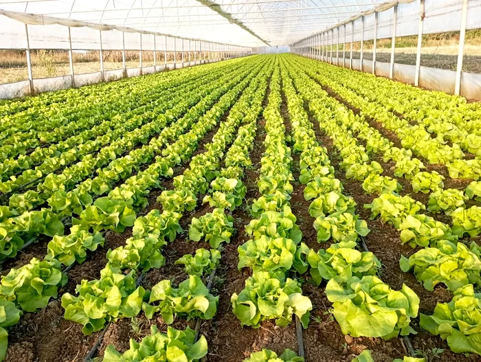 Producătorii își doresc să vândă către consumatori prin magazine proprii FOTO: Mihai Chesnoiu