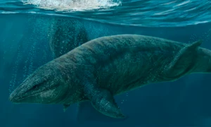 monstru marin mexic  jpg