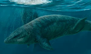 monstru marin mexic  jpg