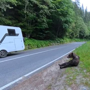 Transfăgărășan  August 2026  Foto Daniel Guță  ADEVĂRUL (30) jpg