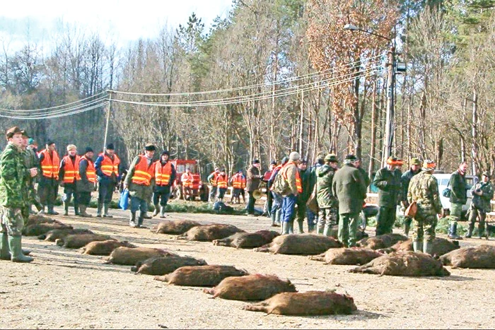 La vânătoarea de Balc se împuşcă anual zeci de mistreţiFoto: Mediafax