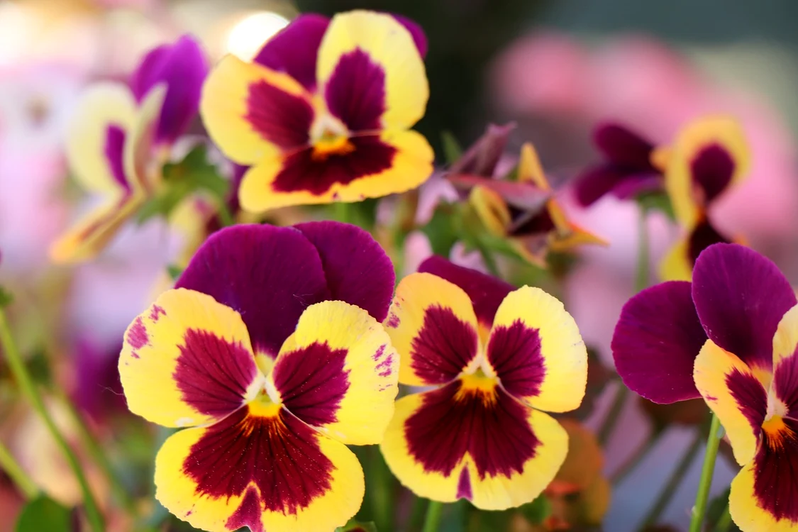 pansies 7210851 1280 jpg