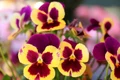 pansies 7210851 1280 jpg