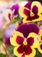 pansies 7210851 1280 jpg