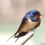 randunica hirundo rustica 0 jpeg