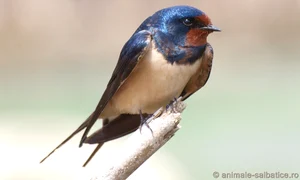 randunica hirundo rustica 0 jpeg