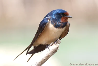 randunica hirundo rustica 0 jpeg