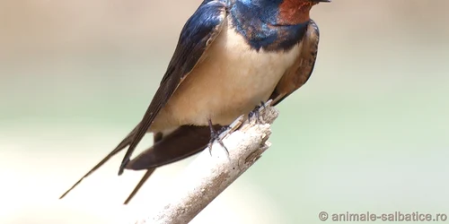 randunica hirundo rustica 0 jpeg