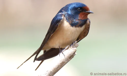 randunica hirundo rustica 0 jpeg