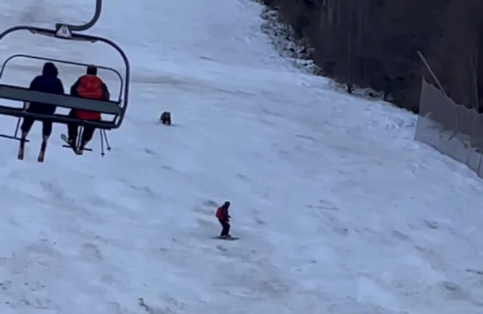 
    Ursul apare pe Pârtia Clăbucet, de la Predeal, și se ține după schiori  