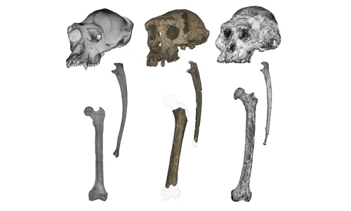 Craniul, antebrațul și femurul unui cimpanzeu, ale unui Sahelanthropus și ale unui Australopithecus (de la stânga la dreapta). Imagine realizată de Scott Williams (New York University) și Jason Heaton (University of Alabama Birmingham).