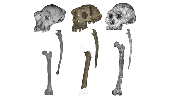 Craniul, antebrațul și femurul unui cimpanzeu, ale unui Sahelanthropus și ale unui Australopithecus (de la stânga la dreapta). Imagine realizată de Scott Williams (New York University) și Jason Heaton (University of Alabama Birmingham).