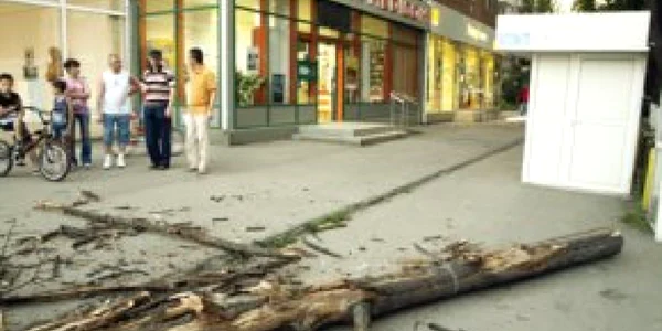 Hunedoara: VIDEO Pericol în centrul Hunedoarei: cad copacii bătrâni peste trecători