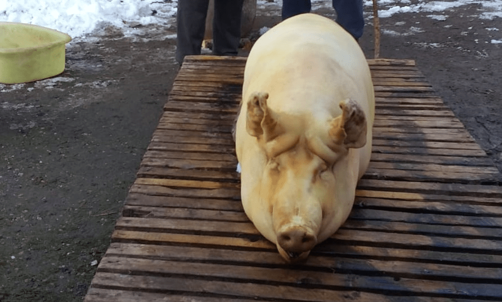 Ignatul la români. Există vreo legătură între sfântul pe care Iisus l-a ţinut în braţe și tăierea porcilor?