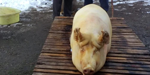 Ignat porc taiat foto calin gavrilas jpg