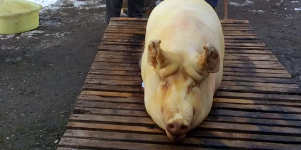 Ignat porc taiat foto calin gavrilas jpg