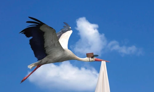 1 48275 original jpg jpeg