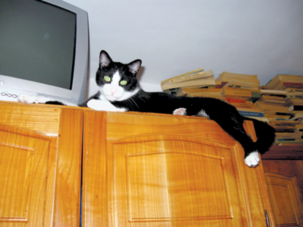 Oradea: SPECIAL/Animalele,  mărul discordiei dintre locatari
