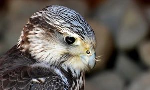 falcon 3376350 1280 jpg