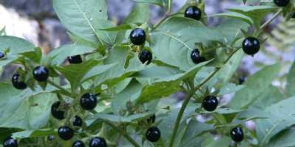 Copii în stare gravă după ce s-au intoxicat cu mătrăgună. Planta poate provoca moartea