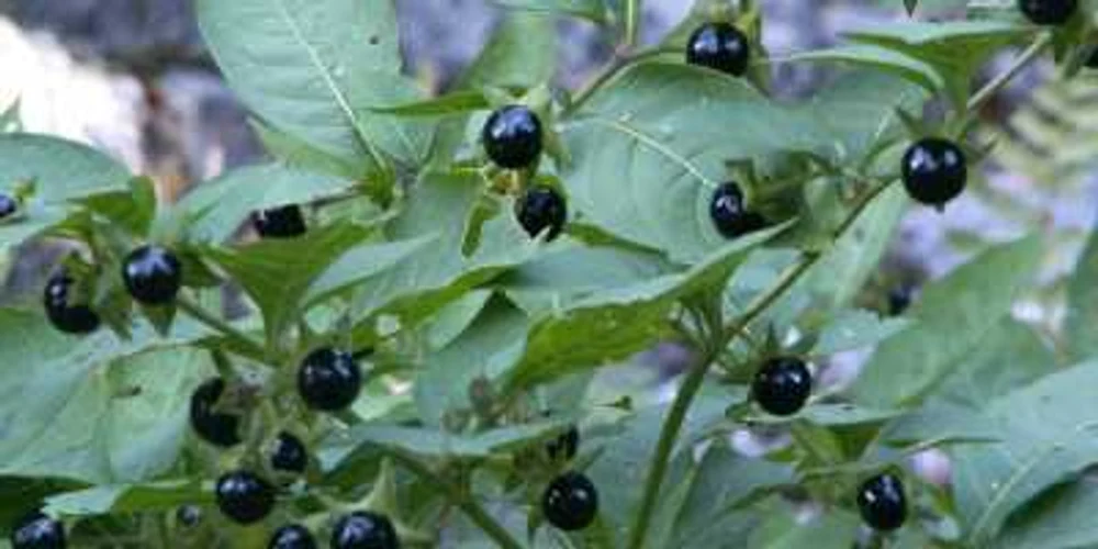 Copii în stare gravă după ce s-au intoxicat cu mătrăgună. Planta poate provoca moartea