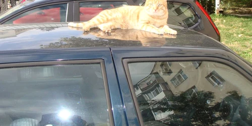 S-a încheiat campania de vaccinare impotriva rabiei