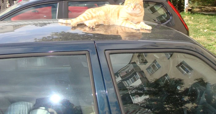 S-a încheiat campania de vaccinare impotriva rabiei