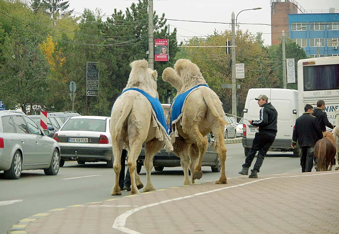 Cele două animale  au scăpat şi au alergat  printre maşini