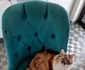 Pufi e o răsfățată, îi place să stea tolănită pe scaune