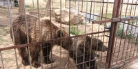 gradina zoologica ilegala dâmbovița foto facebook garda de mediu jpg