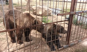 gradina zoologica ilegala dâmbovița foto facebook garda de mediu jpg