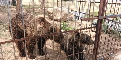 gradina zoologica ilegala dâmbovița foto facebook garda de mediu jpg