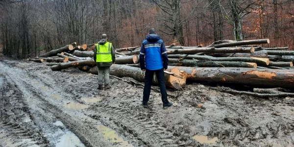 arbori taiati ilegal padure foto ijj hunedoara
