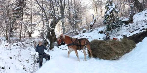 curmatura jietului foto vasile laurentiu sorin