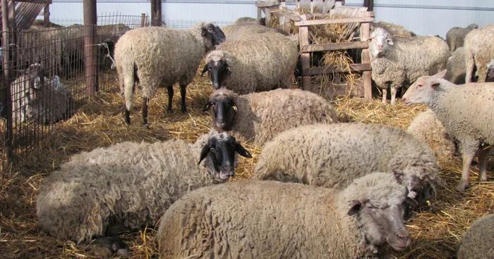 Oile, mândria omului de afaceri Foto.Adevărul