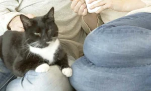 cuplu pisica 11 special 1 jpeg