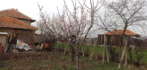 pomi infloriti prea devreme in mehedinti FOTO Corina Macavei 