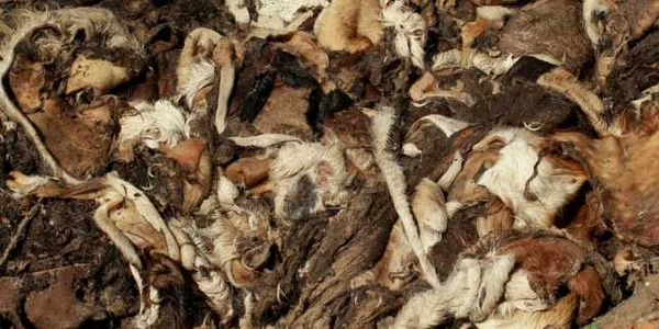 piei animale bistrita 1