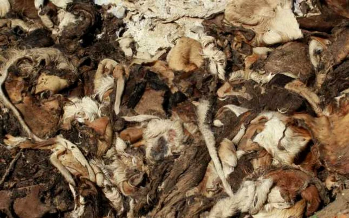 Pieile de animale au fost depozitate pe malul pârâului din localitatea Dobric FOTO: Cristian Ţetcu