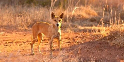 Dingo Australia FOTO Getty