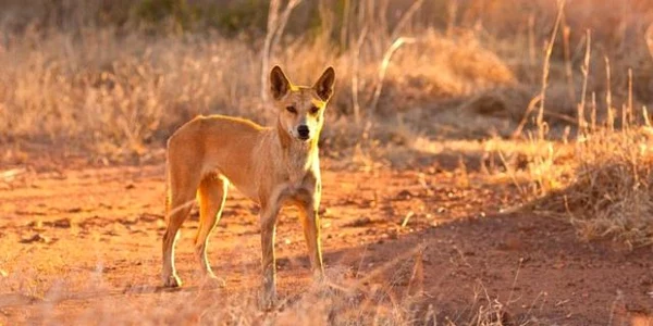 Dingo Australia FOTO Getty