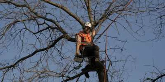 Doi turişti rătăciţi au petrecut noaptea într-un copac
