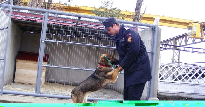 Tina, noul câine-salvator din cadrul echipei ISU Drobeta