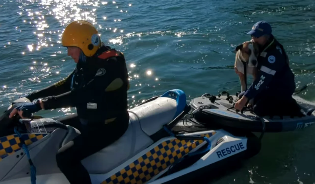 Câinele a fost salvat FOTO: Marine Rescue din New South Wales