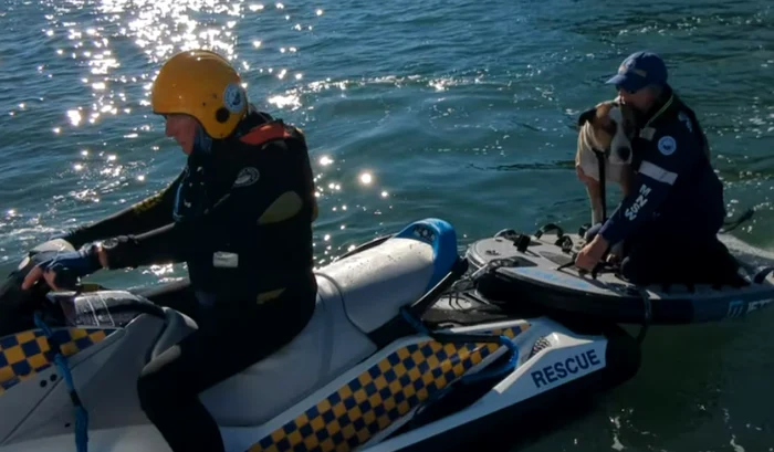 Câinele a fost salvat FOTO: Marine Rescue din New South Wales