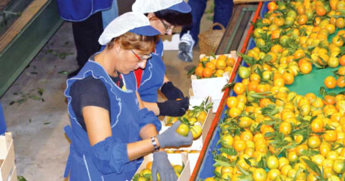 Sute de românce sortează manual portocalele şi mandarinele în marile depozite de citrice