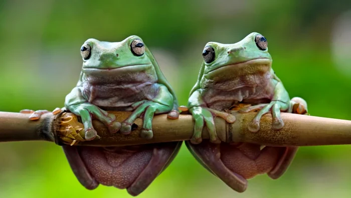  FOTO: Getty Images