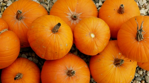 zucca 2 jpg