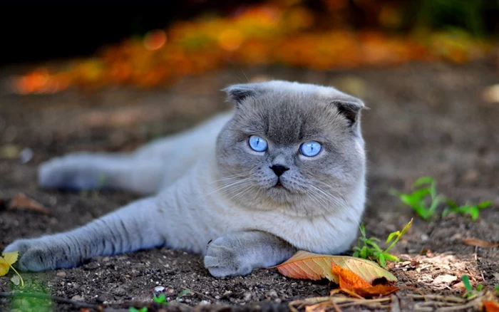 pisici rasa scottish fold